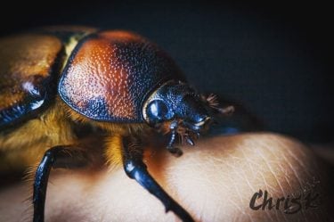 Check out this cool scarab beetle we saw while Ecuador! If your an animal…