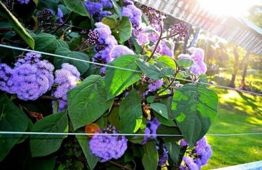 I think I like to see light as a ray of hope. . .&hellip;