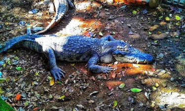 Animals are suffering for business all around the ‍️Discover my Journey around the #mostbeautifulplacesintheworld…