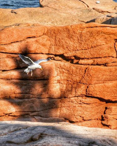 More #acadianationalpark wildlife. #seagull #travel #travelphotography #instatravel #tourism #travel gram #wanderlust #ilovetravel #travelcouple #worldtravel…