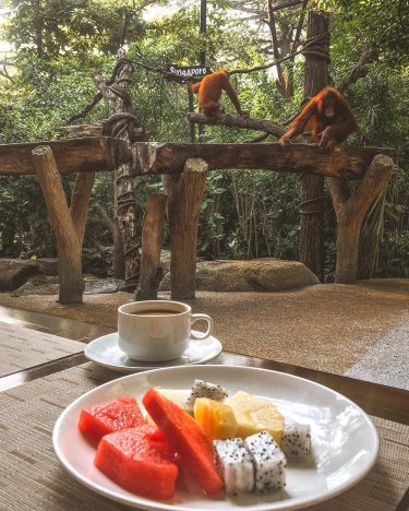 Best Morning Ever! #BreakfastWithOrangutans #LifeWellTravelled #BreakfastViews #OrangutanLove #Singapore #iamtb #bnesimppl