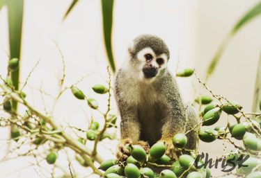Did you know? Squirrel monkeys are one of the smallest types of primates with…