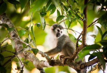 Monkey time!! One of the first things that pops into my head when I…
