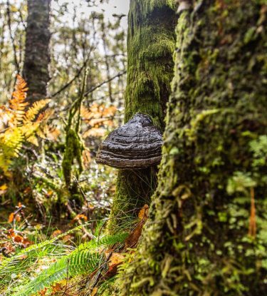 Canon EOS 5d mkiii Canon 24-105