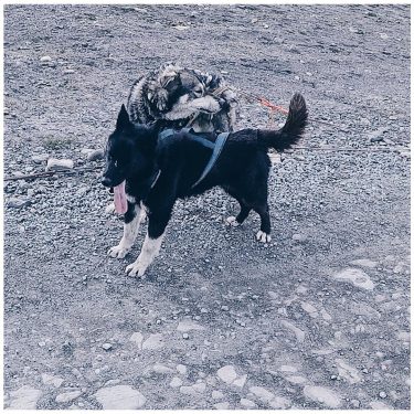 ˢᵛᴬᴸᴮᴬᴿᴰ⠀ ↠⠀⠀⠀⠀ ↠ ˢᴾᴵᵀᶻᴮᴱᴿᴳᴱᴺ⠀ .⠀ .⠀ Husky Hunde – die Rasse die ihr hier…