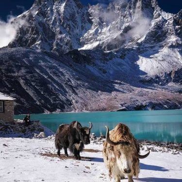 Gokyo Lake- Perfect view with Yaks #landscapstyles #exklusiveshot #visualsofearth #beautifuldestinations #ilovetravel #amazing #hermanosviajeros #iloveamsterdam…