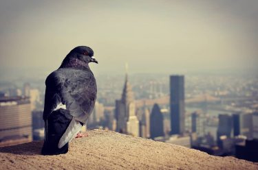 NYC @sharepoint_travel . . #newyork #empirestatebuilding #manhattan #city #bird #iamtb #travel #travelblogger #travelislove #love…