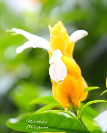 It is not only a drop, but the magic to make your life blooming