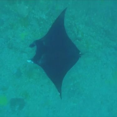 Swimming alongside these majestic creatures watching them gracefully glide under water was one of…