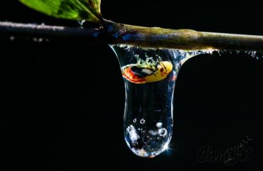 Here’s a really cool little bug to add some color to your rainy day!…