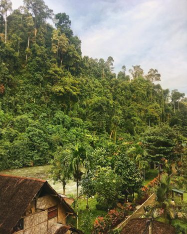In the middle of the green jungle Bukit Lawang, Sumatra. ____________________________________ #jungle #bukitlawang #sumatra…
