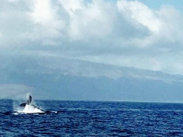 Whale watching in Maui! Read about Stacy’s adventures in Hawaii at ! . .…