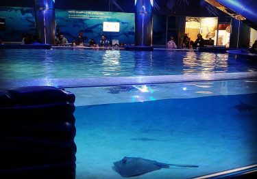 Look there!!! #travelphotography #myphotography #photography #manta #likeforlikes #travelblogger #travelphotography #travelling #oceanograficvalencia #place #view #landscapephotography…