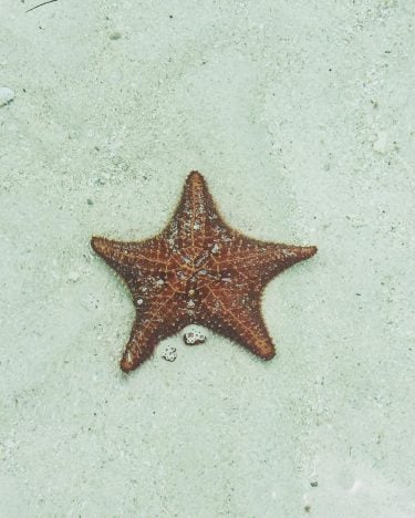 Starfish Saturday! Found this beauty on our travels in the San Blas Islands, a…