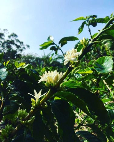 Costa Rica flora! Read about Kat’s pura vida adventures at ! . . .…