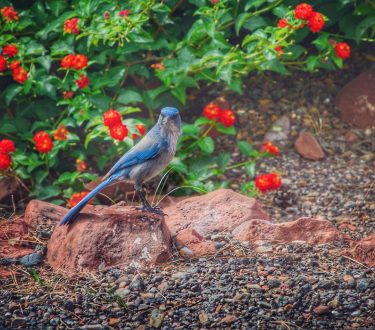The first #sedona resident I encountered. Isn’t he a beauty? (I have no idea…