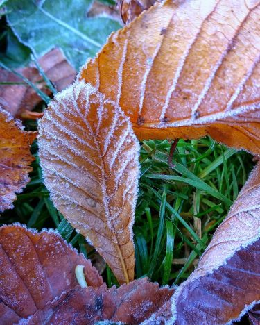1 ноября – всемирный день веганов. Поздравляю всех, кто считает себя таковым. Поискала интересные&hellip;
