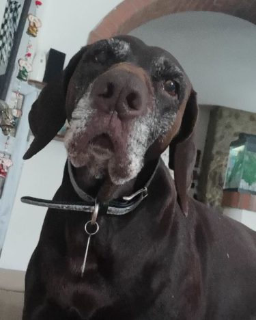 Quello che succede tutte le mattine al risveglio in casaAra #love #lovepets #petsofinstagram #kurzaar…