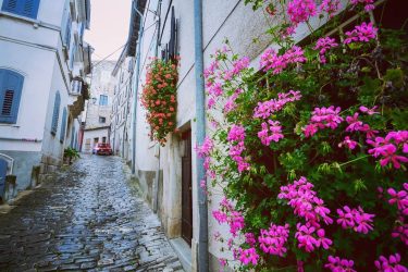 Hello Sundays #flowers #travelwriter #travel #instatravel #travelgram #tourism #instago #passportready #travelblogger #wanderlust #ilovetravel #writetotravel&hellip;