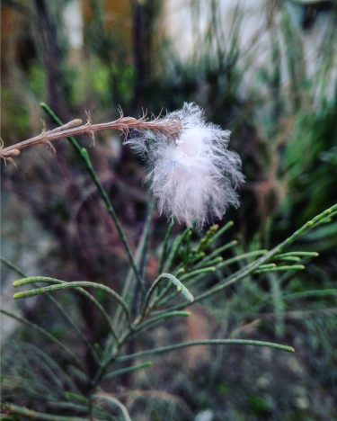 . . . . . . . #nature #natureza #nature_perfection #gogreen #minimalist #minimalmood…