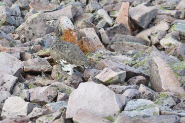 Another game of “spot the wildlife”! Here’s a rock ptarmigan, that I spotted strolling&hellip;