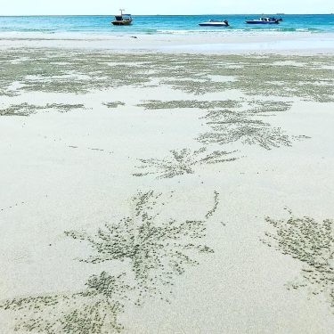 Let’s meet this tiny expert sand sculptor, the Sand Bubbler crab, leaving behind an&hellip;