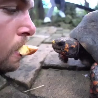 Would you mouth feed a turtle? Tag a friend who would do this! Follow…