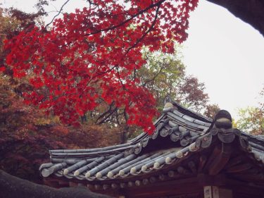 Autumn colours at one of the palaces in Seoul. #koreabyme #todayiskorea @discoversouthkorea @southkoreavisit #visitsouthkorea&hellip;