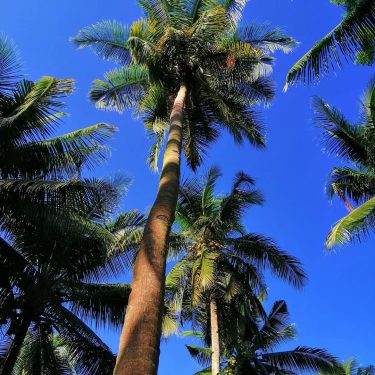 May you never to busy to stop and breathe under a palm tree #goodday…
