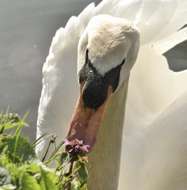 Spotted this swan as it took time to smell the flowers one lovely afternoon…