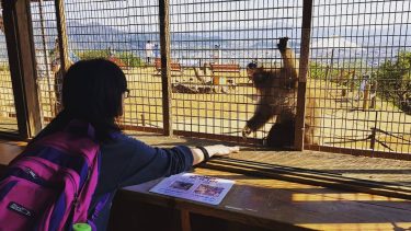 In #MonkeyParkIwatayama, it’s the other way around. The humans are caged and the #monkeys&hellip;