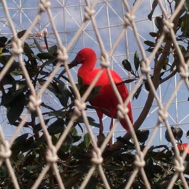 Red! #ilovetravel #photooftheday #photography #bird #redbird #uccello #uccellorosso #acquario #oceanograficovalencia #oceanografic #valencia #travelblogger #traveloninstagram&hellip;