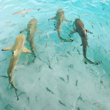 Shark feeding in Kids love this time in the The crystal blue waters enhance…