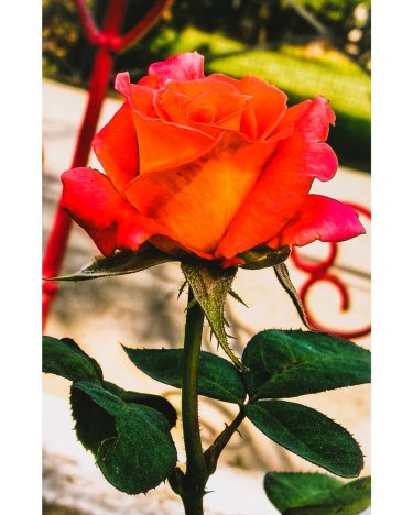 “Roses do not bloom hurriedly; for beauty, like any masterpiece, takes time to blossom.”&hellip;