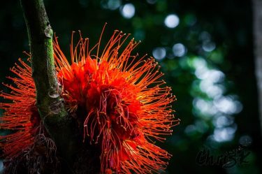 Saw this tree with these bright red flower ‘balls’ attached to the sides of…