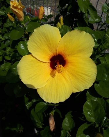 #khmer #flowers #nice #photography #bnesimppl #cambodia #plants #happy #color #cute #nicepic #new #tree #yellow&hellip;