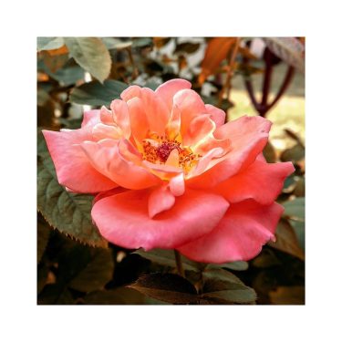 “Take time to smell the roses.” #rkphotography17 #photography #photo #photographer #travel #travelling #travelblogger #everydayindia…