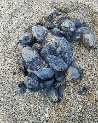 Muero de amorrrrrr La primera vez que vi, toqué y cogí tortugas bebés!! .…