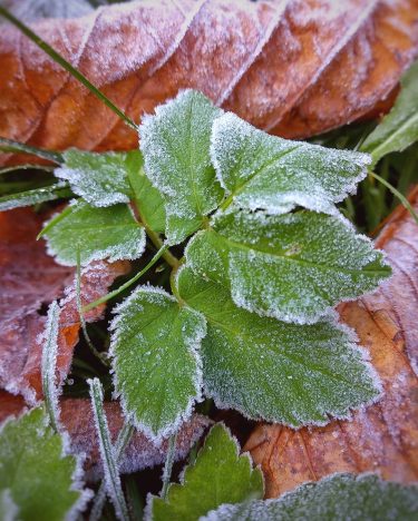 Frozen ️️️ . #naturephotography #nature #nature_shooters #naturelover #nature_perfection #naturepics #greengrammers #natureaddict #moody_nature #beautyofnature #beautiful…