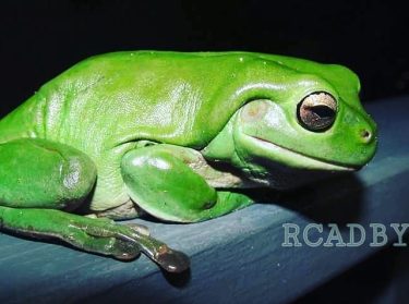 Prince charming #frog #greenfrog #naturelover #visitor #frogs #frogpose #frogsofinstagram #frogman #froggy #froglegs #kermitthefrog #frog&hellip;