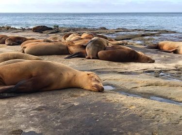 Snuggle with the sleepy Sea Lions in La Jolla. Read about our travels to…