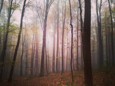 Es gibt eine Stille des Herbstes bis in die Farben hinein. Hugo von Hofmannsthal&hellip;