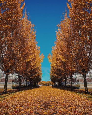 and all at once summer collapsed into fall . . . . . .…