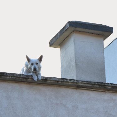 Our walking tour guide in Brussels pointed out this dog, he often spots it…