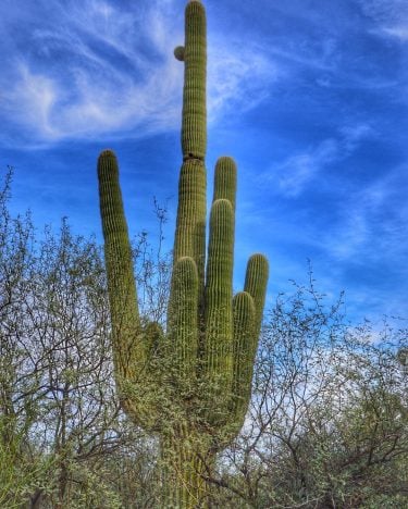 As a Midwesterner, I find wild cacti fascinating. This saguaro is over 15 feet…