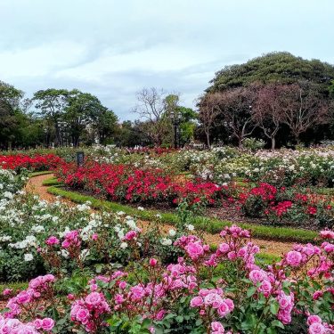 “Roses, roses, roses, I thank all the roses that #bloom in the #spring Love…