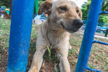 One of the stray dogs, living on the streets of Ohrid. These dog…