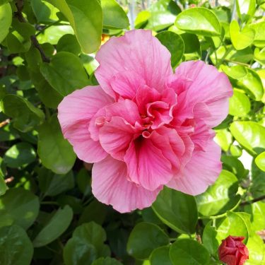 #khmer #flowers #nice #photography #bnesimppl #cambodia #morning #happy #color #cute #nicepic #new #tree #pink&hellip;