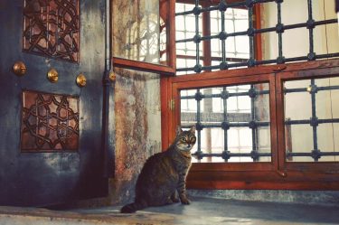 Snuck up on this kitty who was exploring the Sultan’s tomb outside of the&hellip;