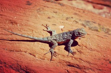 Meeting the local residents. #sedona #arizona #lizard #lizardsofinstagram #travel #travelphotography #instatravel #tourism #travel gram&hellip;